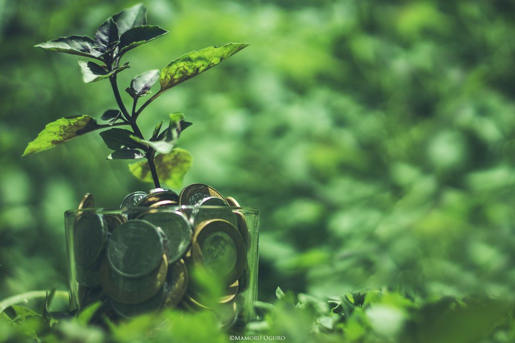 Fotografia Autoral para Decoração – Verde